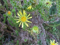 Cullumia setosa setosa