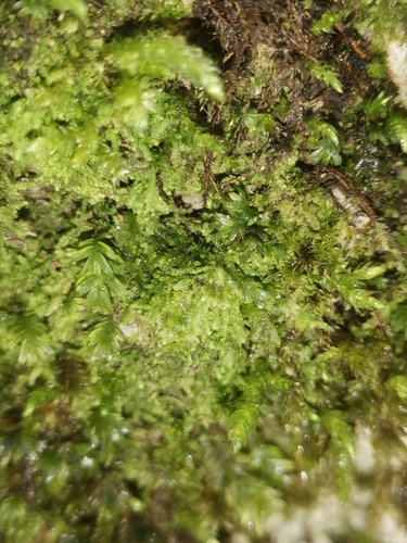 mechúrnička obyčajná (Lejeunea cavifolia)
