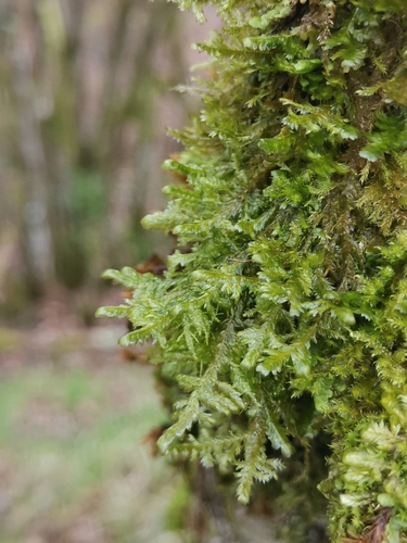 šupinka ploská (Alleniella complanata)