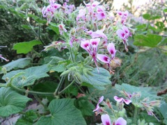 Pelargonium papilionaceum