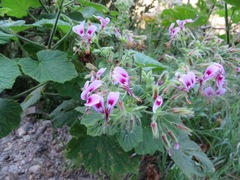 Pelargonium papilionaceum
