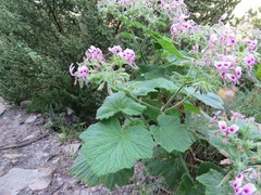Pelargonium papilionaceum