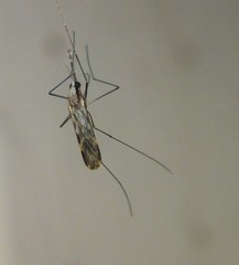 Anopheles