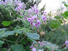 Pelargonium papilionaceum