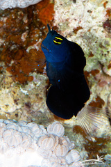 Smooth-Fin Blenny photo 5