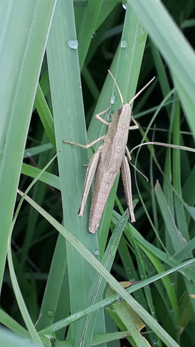 Gold Grasshopper, 8377 Kalenberg, Nederland, photo 7 of 10