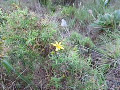 Osteospermum spinosum