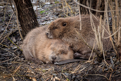 Eurasian Beaver - Photo (c) jamesbot, some rights reserved (CC BY-NC)