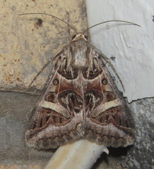 Cerocala vermiculosa