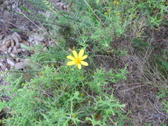 Osteospermum spinosum