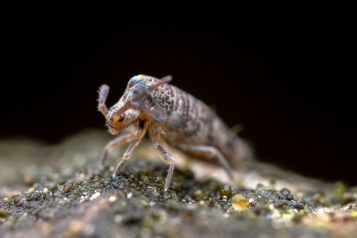 Representative image of Lepidocyrtus curvicollis