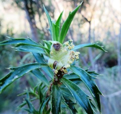 Cliffortia phillipsii