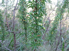 Cliffortia phillipsii