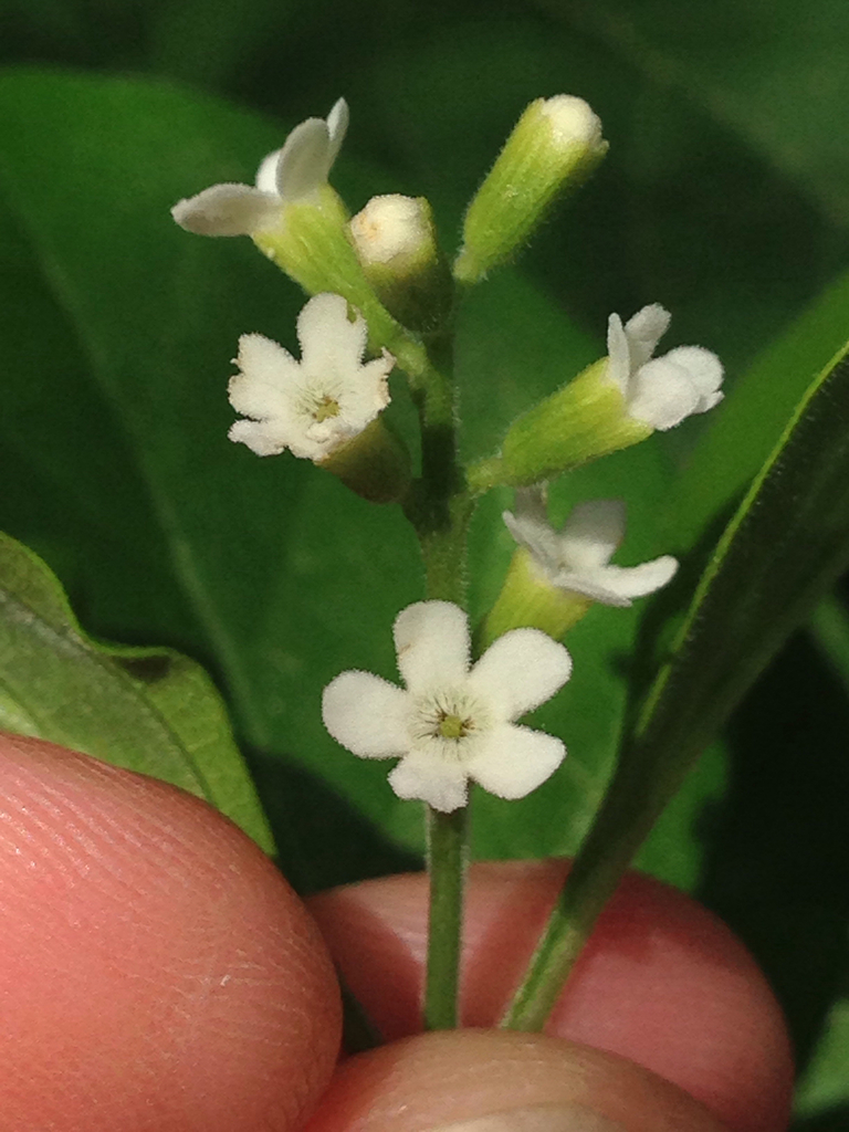 Berlandier's Fiddlewood