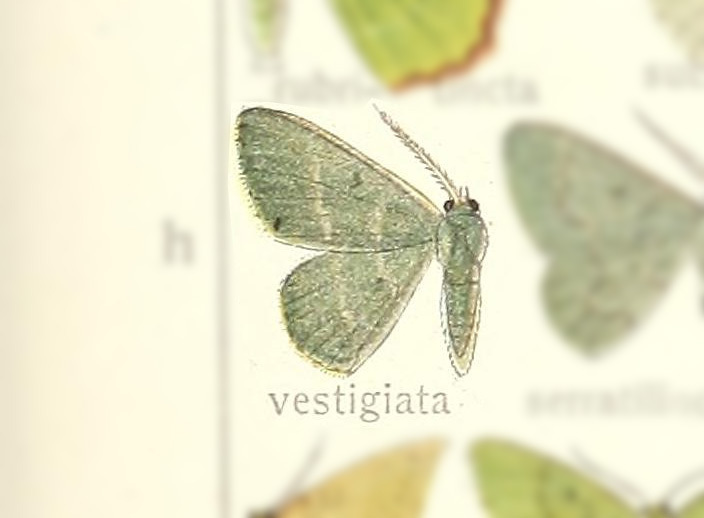 Prasinocyma vestigiata