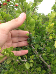 Randia obcordata