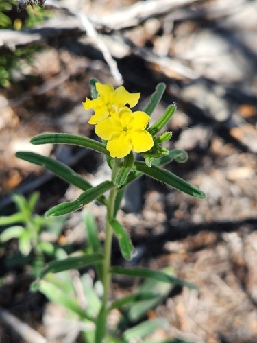 Image of Lithospermum mirabile by (c) Jo Roberts, some rights reserved (CC BY)