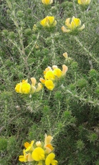 Aspalathus chenopoda