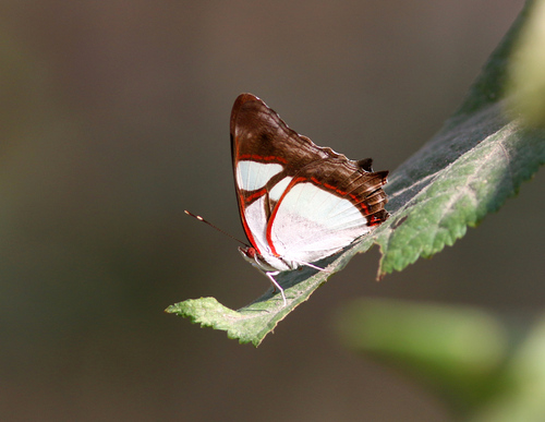 Leading Red-ring