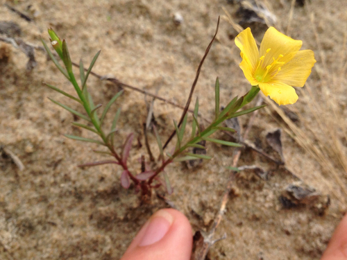 winged flax (Linum alatum)