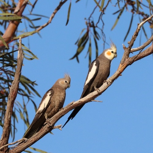 Cockatiel, photo 3 of 10