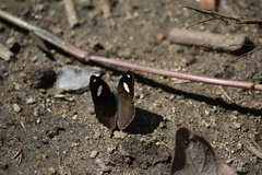 Diaethria bacchis