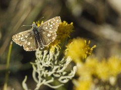 Pyrgus armoricanus