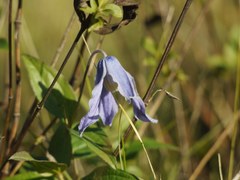Clematis integrifolia