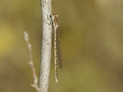 Sympecma fusca