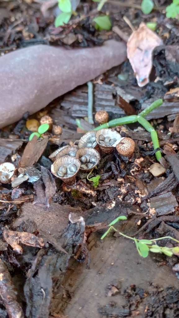 Cyathus stercoreus · March 2023 · photo: © carlarodriguez29 (iNaturalist, cc-by)