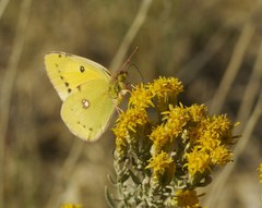 Colias