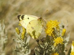 Colias