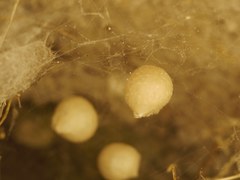 Latrodectus tredecimguttatus