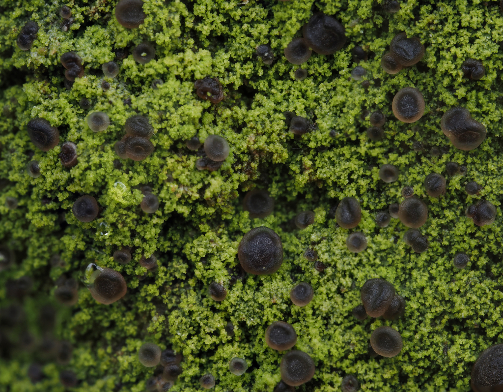 Bacidina sulphurella