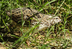 Coturnix coturnix