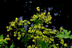 Montanoa grandiflora