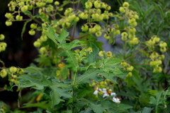 Montanoa grandiflora