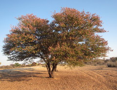 Acacia hereroensis image