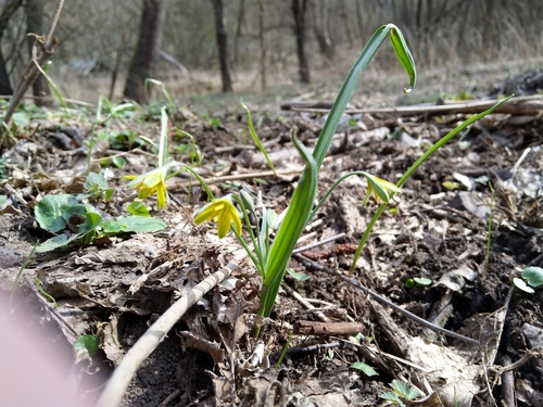 krivec žltý (Gagea lutea)