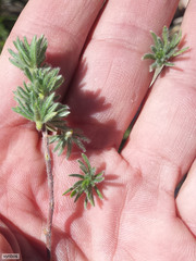 Cliffortia weimarckii