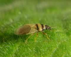 Oxycarenus pallens
