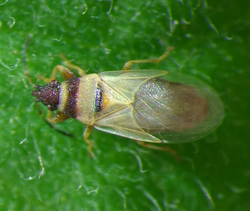 Oxycarenus pallens · iNaturalist United Kingdom