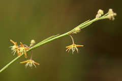 Aspidoglossum glabellum image
