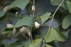 Passiflora biflora image