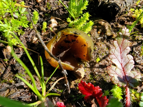 iNaturalist observation photo of null