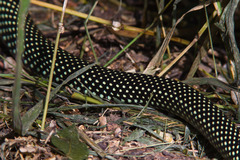 Drymobius margaritiferus