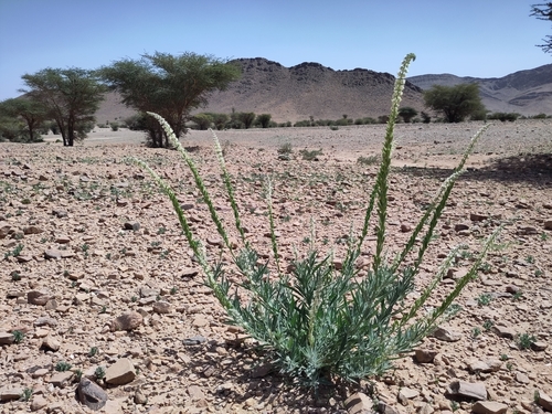 Reseda villosa image