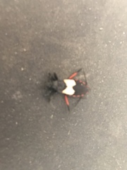 Microtomus purcis