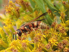 Euodynerus pratensis