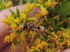 Euodynerus pratensis